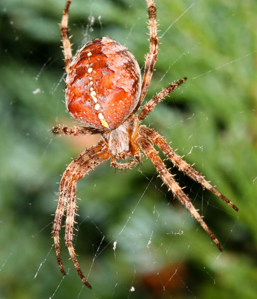 Ich glaub ich spinne...