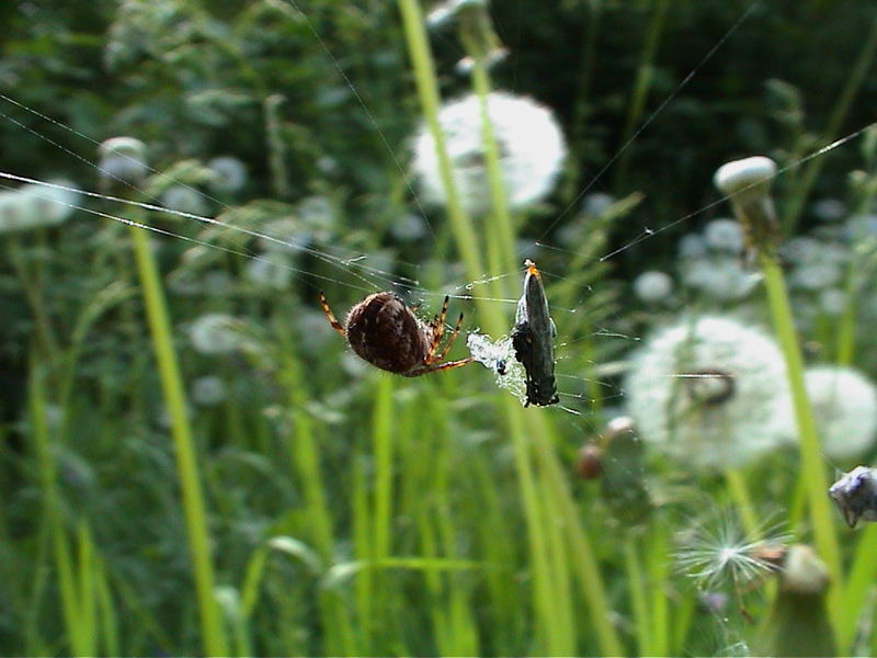 Ich glaub ich Spinne!