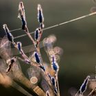 Ich glaub ich spinne