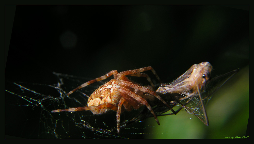 Ich glaub' ich Spinne I