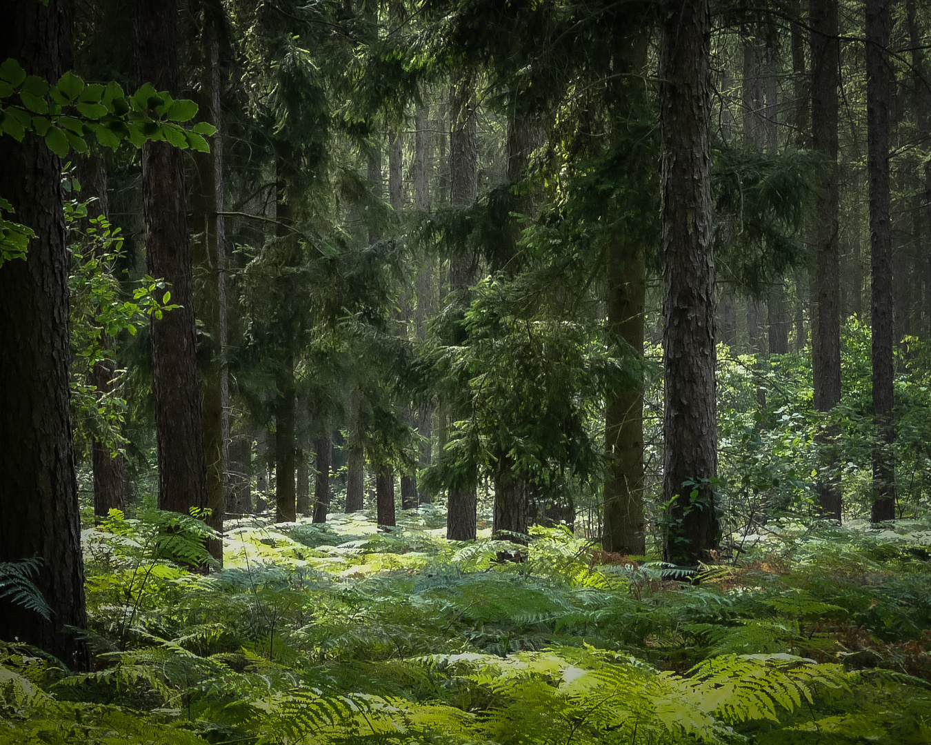 Ich glaub ich steh im Wald