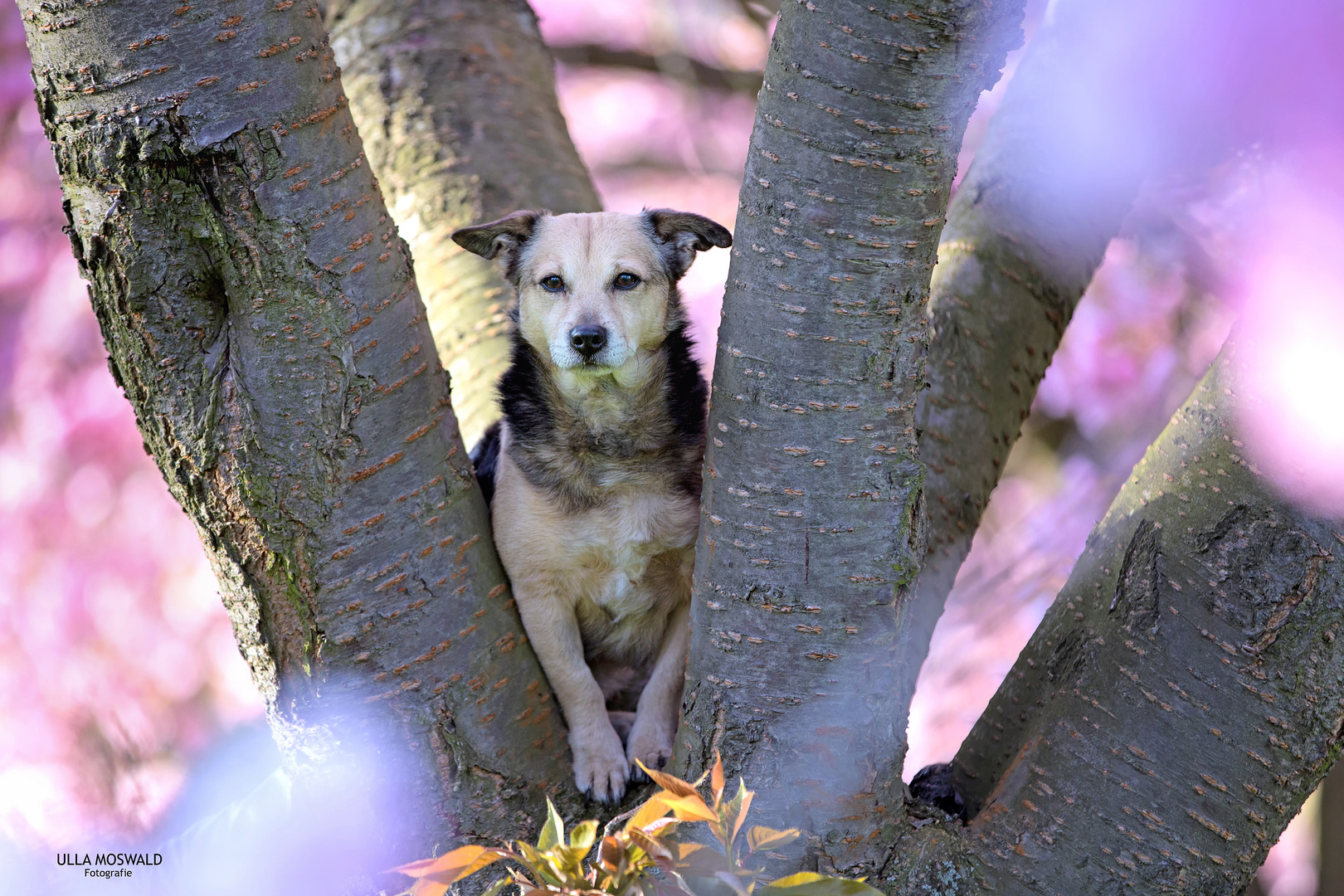 ...ich glaub ich steh im Wald...