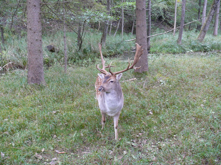 Ich glaub ich steh im Wald