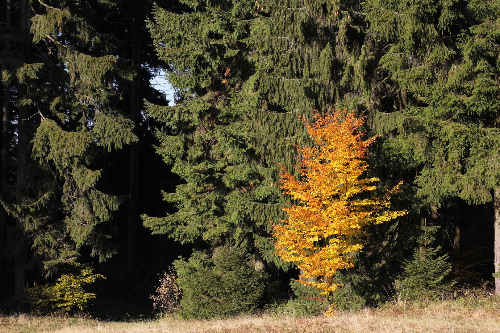 Ich glaub', ich steh im Wald