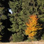 Ich glaub', ich steh im Wald