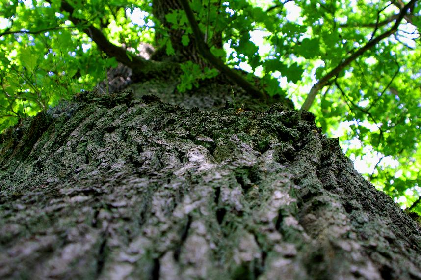 Ich glaub, ich steh im Wald