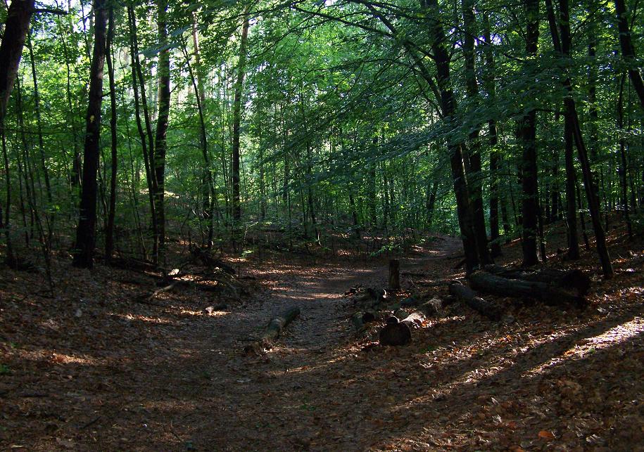 Ich glaub, ich steh im Wald