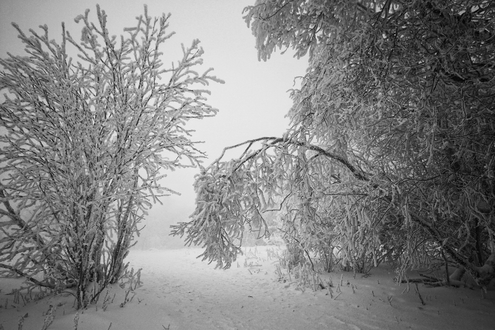 Ich glaub ich steh im Wald