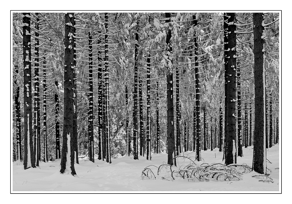 "...ich glaub, ich steh´ im Wald ! "