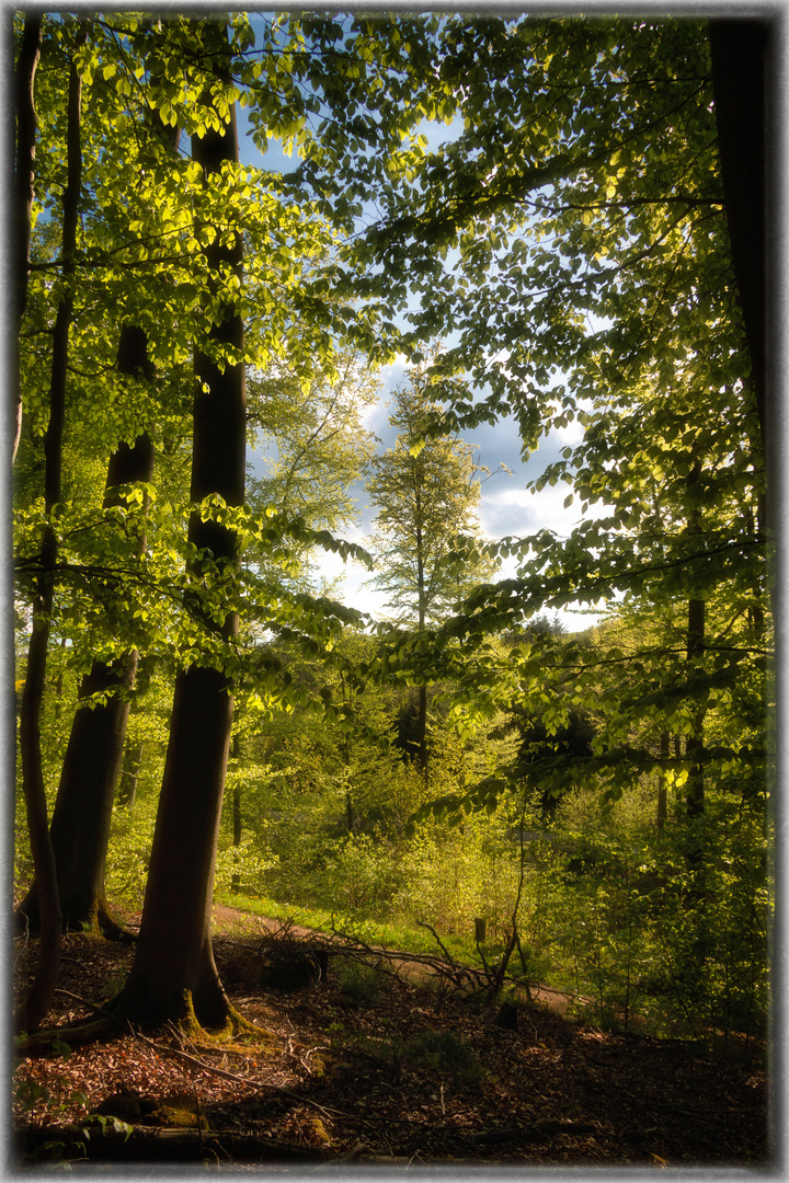 Ich glaub ich steh im Wald