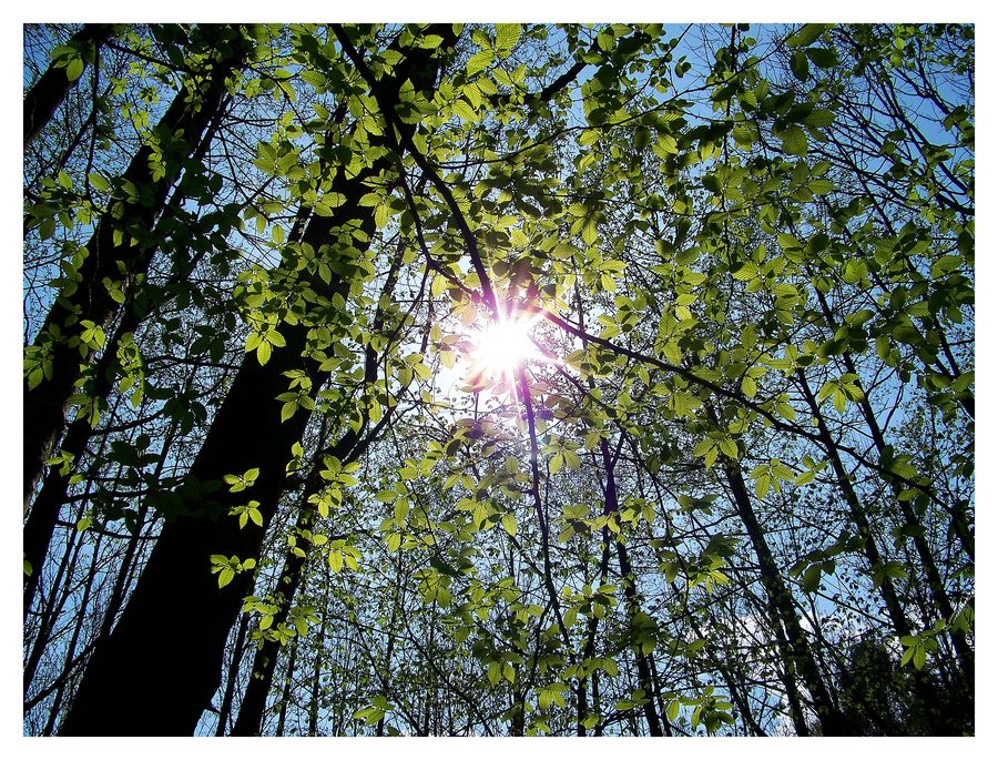 Ich glaub, ich steh im Wald...