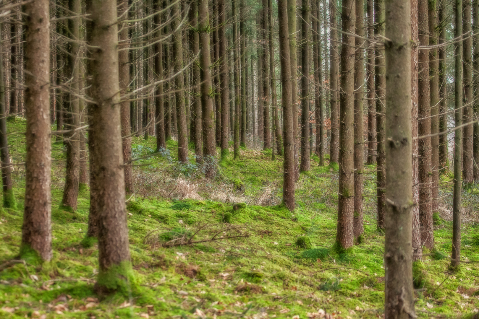 Ich glaub ich steh im Wald