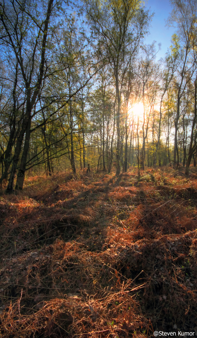 Ich glaub ich steh´im Wald