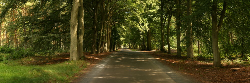 Ich glaub ich steht im Wald .....