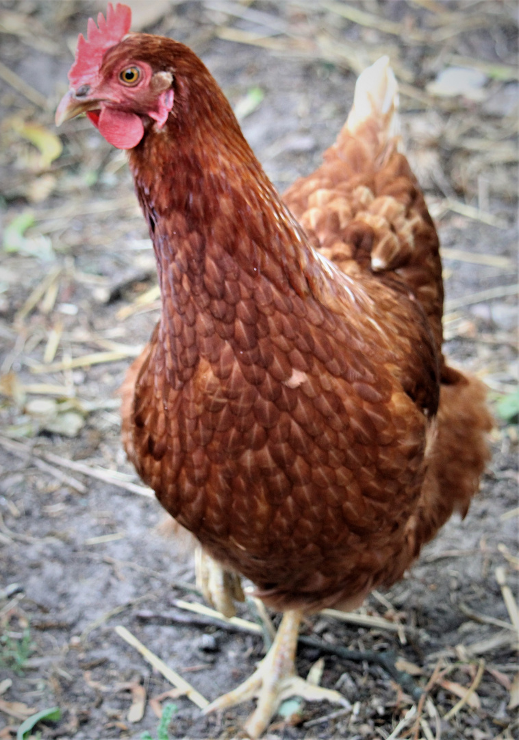 Ich glaub ich währ ein Huhn