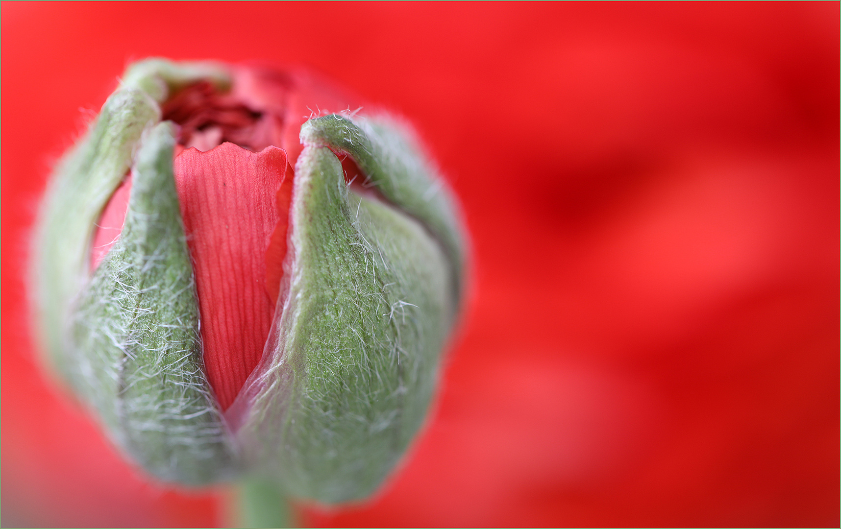 Ich glaub', jetzt werd' ich rot …