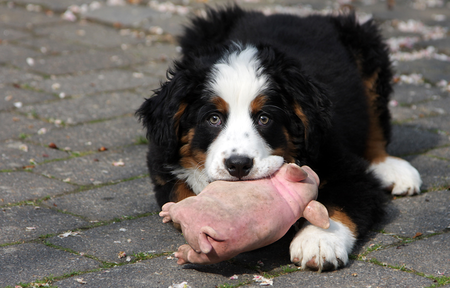 Ich glaub' mein Schwein pfeift!