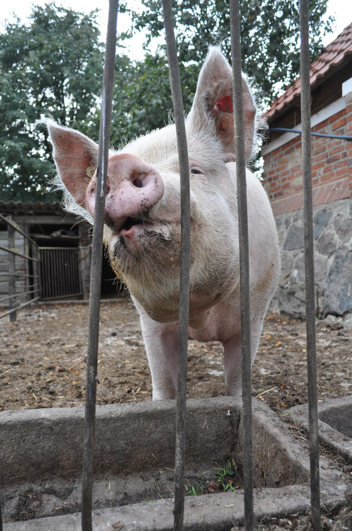 Ich glaub mein Schwein Pfeift !!!