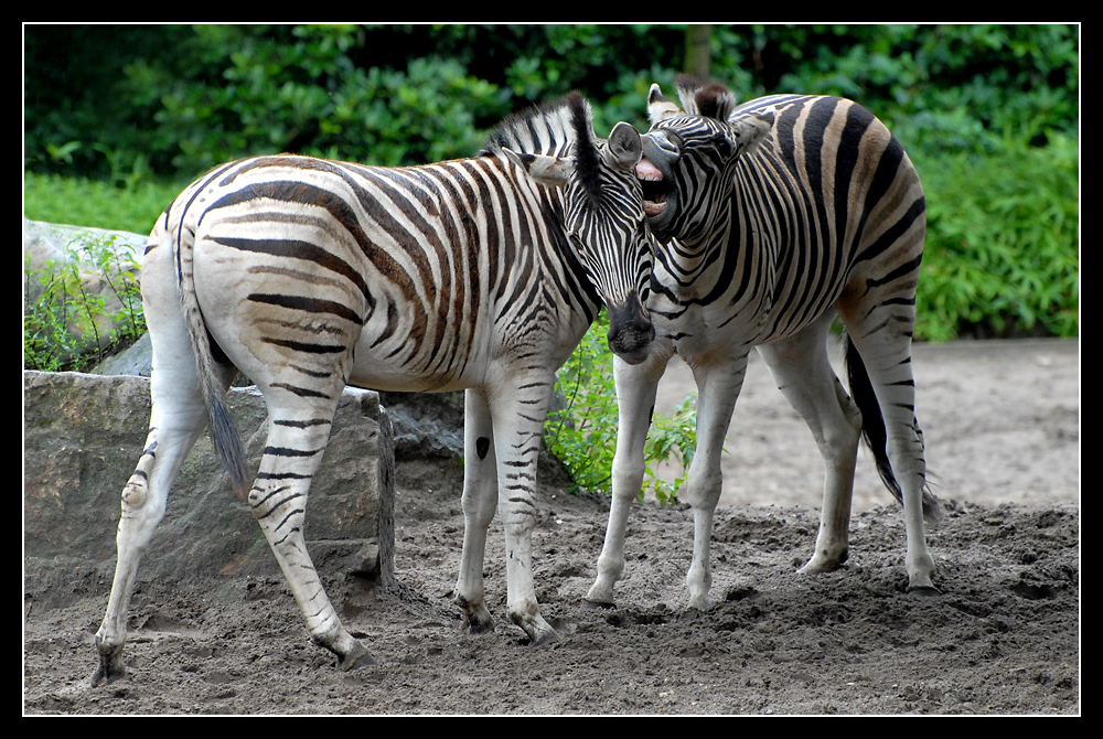 Ich glaub mich beißt ein Zebra