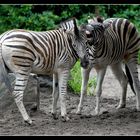 Ich glaub mich beißt ein Zebra