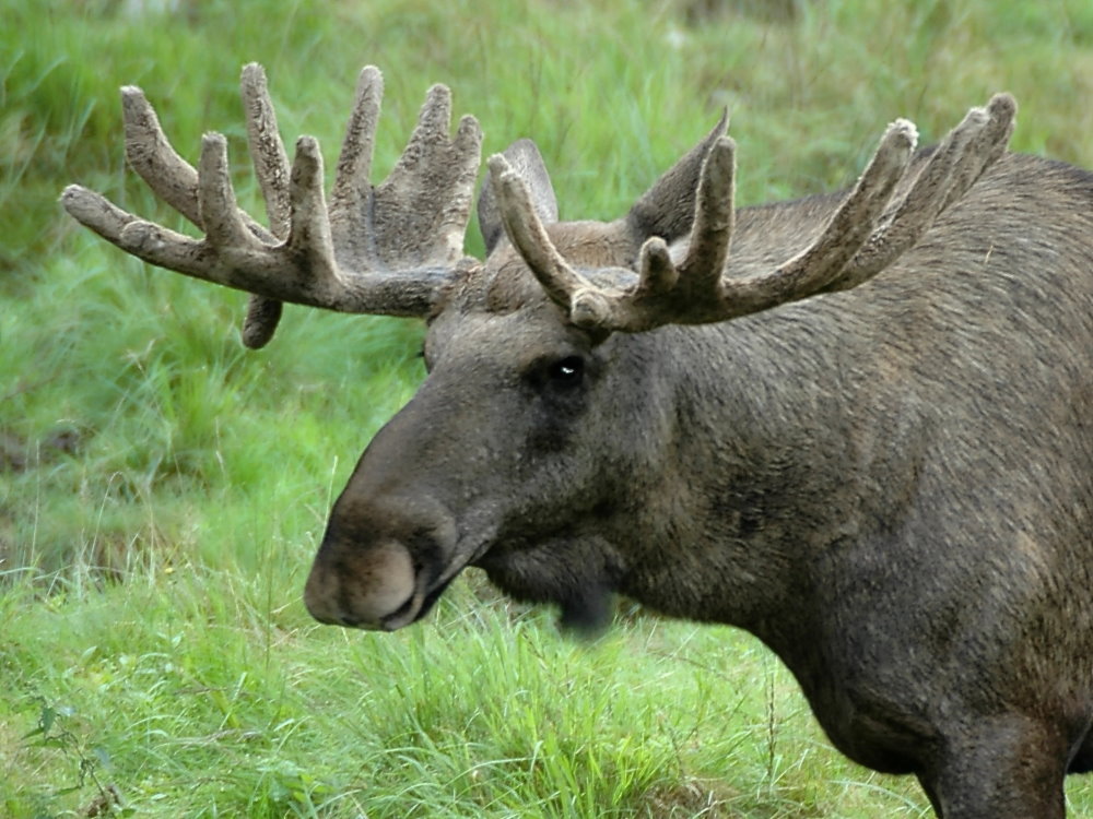 Ich glaub mich knutscht ein Elch.... Foto & Bild tiere, zoo, wildpark