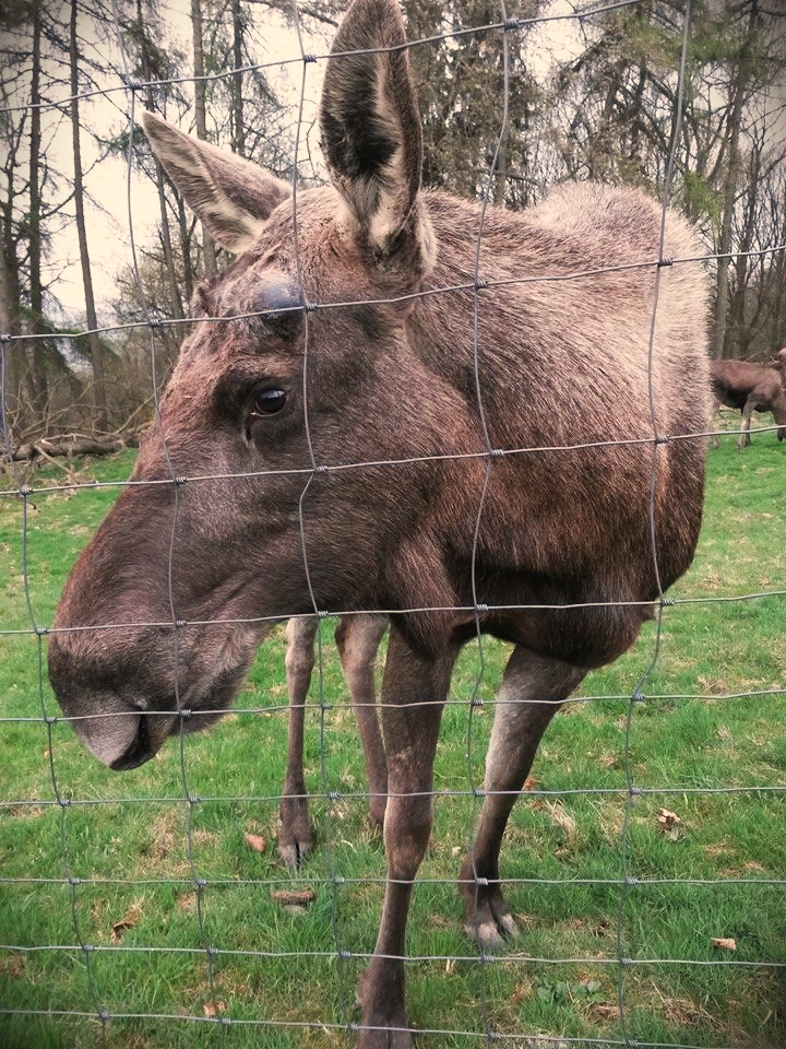 Ich glaub, mich knutscht ein Elch