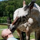 Ich glaub mich knutscht ein Pferd!!!