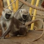 Ich glaub mich laust der Affe. Zu Besuch in der ZOOM Erlebniswelt Gelsenkirchen