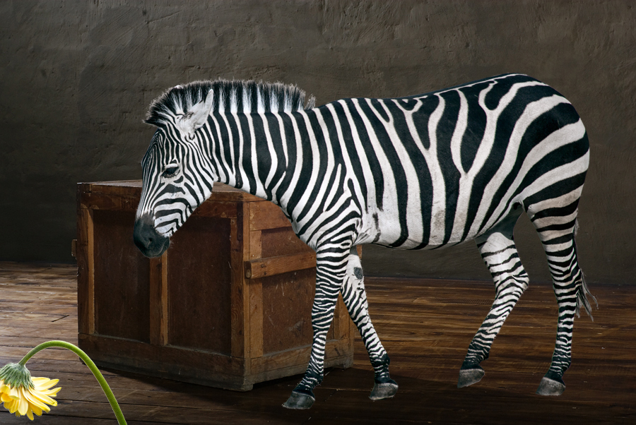 Ich glaub, mich tritt ein Zebra!