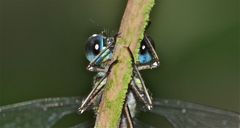 Ich glaub', sie hat mich doch gesehen - die Gemeine Weidenjungfer (Chalcolestes viridis)!