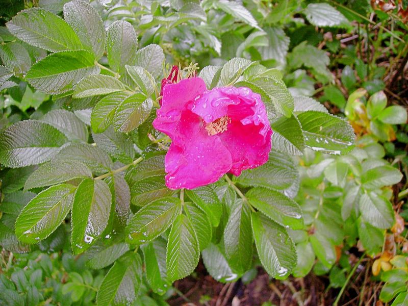 ich glaube das ist eine hagebuttenblüte, bin mir aber nicht sicher!