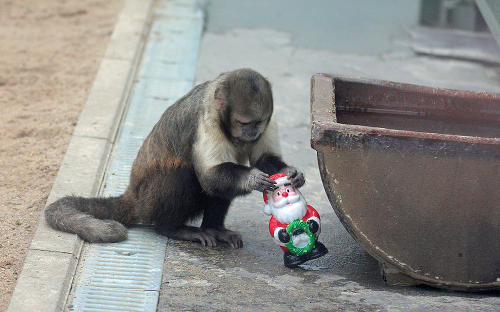 Ich glaube, der Nikolaus hat keine Läuse