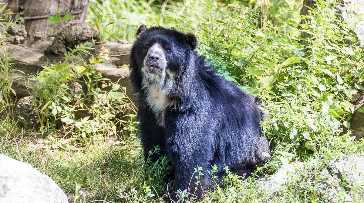 Ich glaube er mag mich !