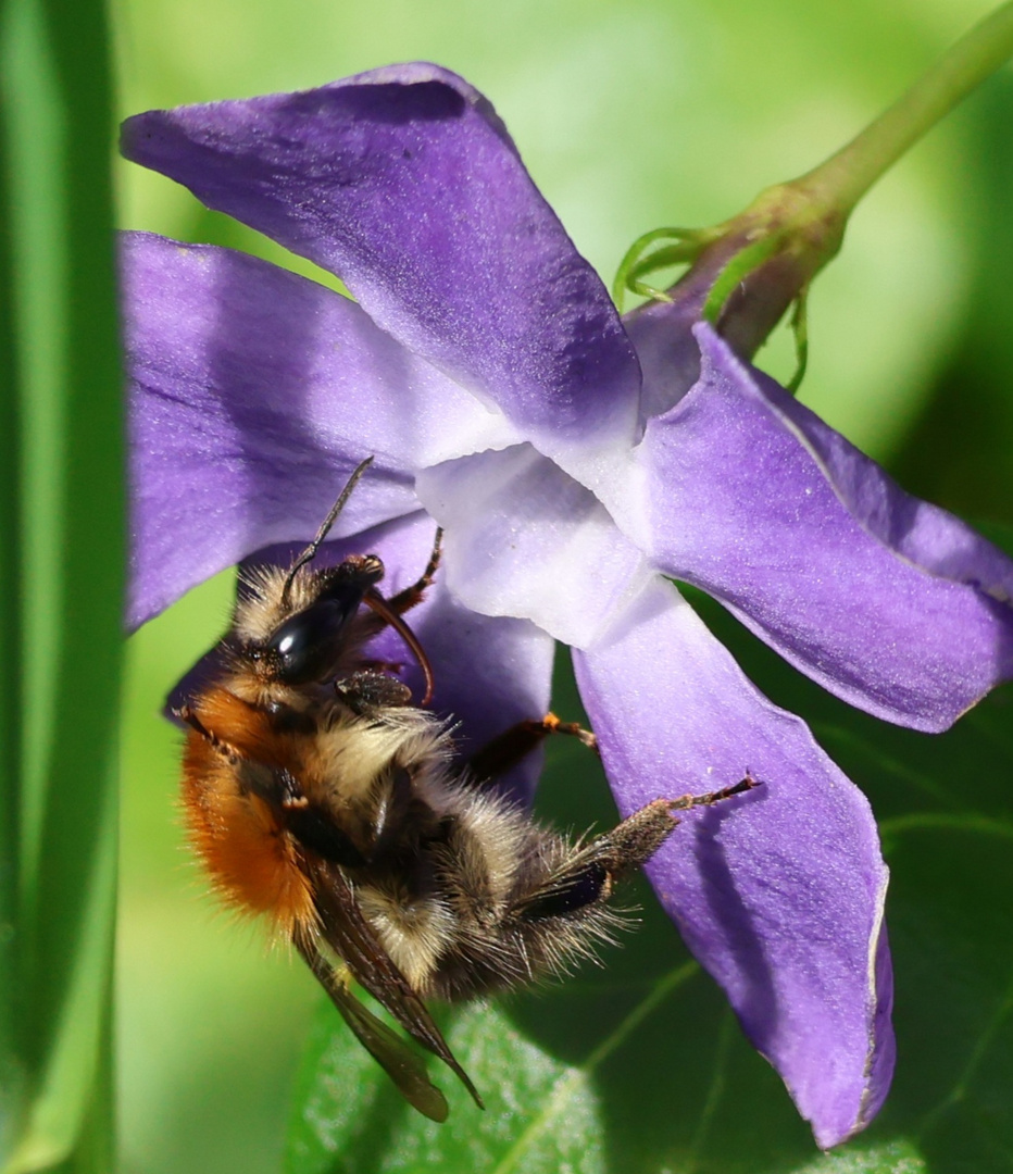 Ich glaube es ist eine Ackerhummel