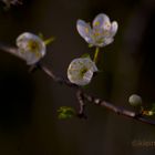 ich glaube es....der Frühling ist nun da!