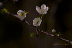 ich glaube es....der Frühling ist nun da!