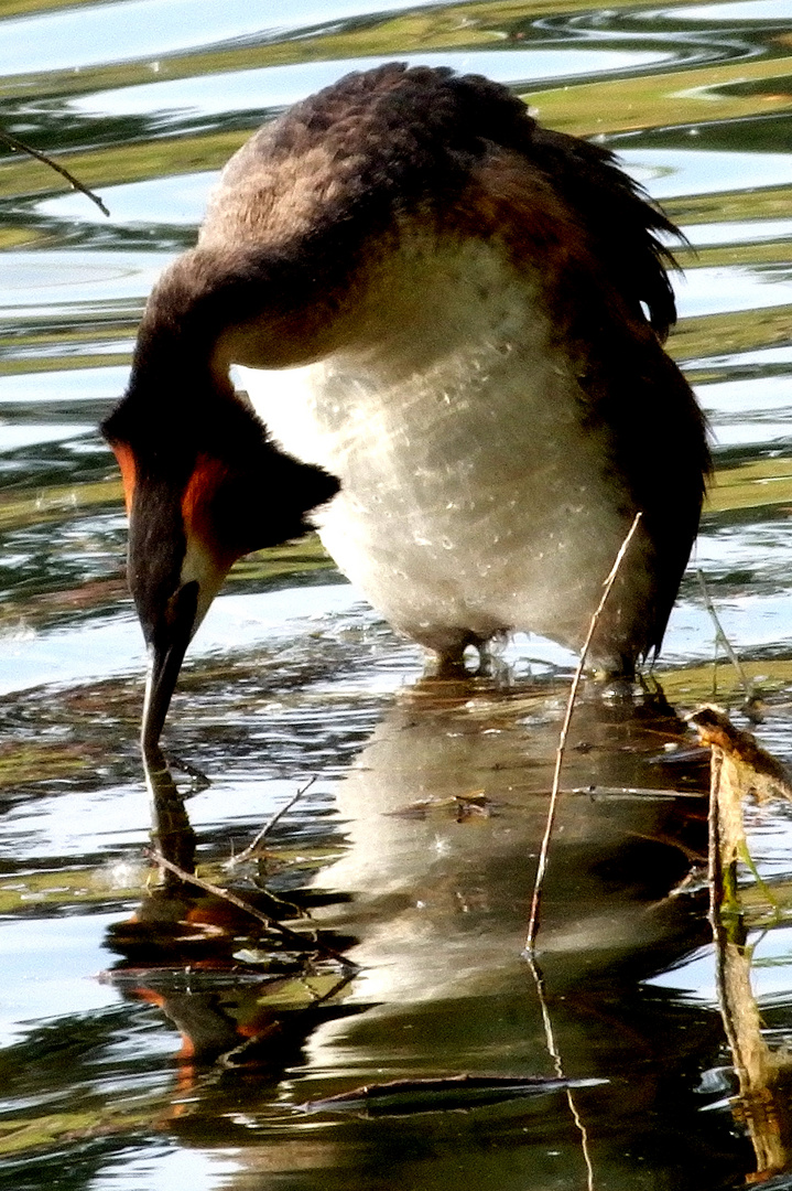 Ich glaube, ich bin ein Pinguin