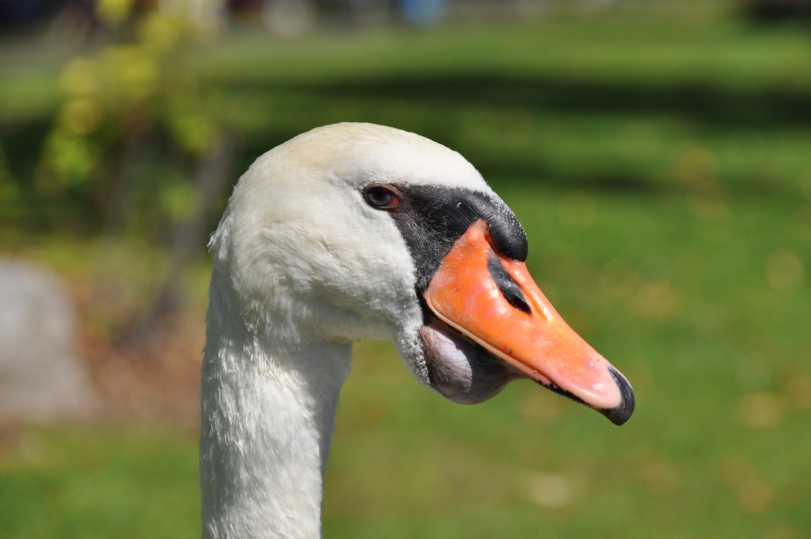 Ich glaube, ich bin ein Schwan ... und habe alles im Blick