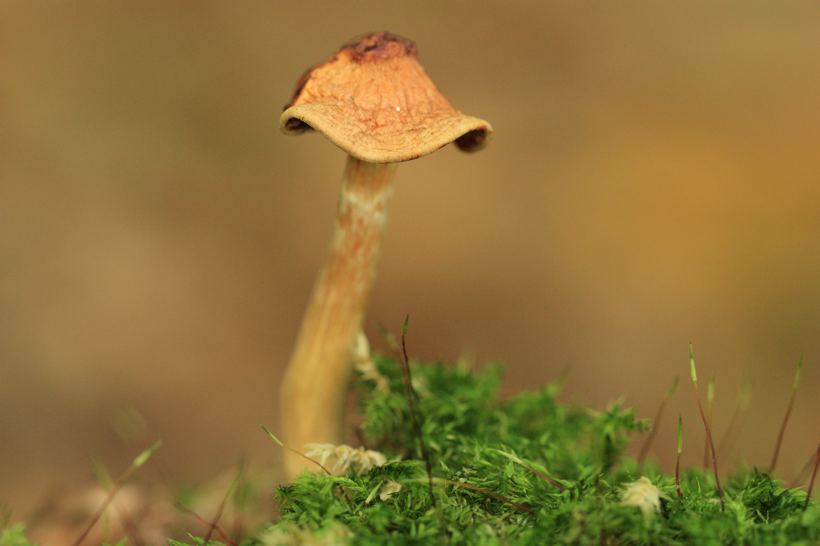 ich glaube, jetzt wird es wirklich Herbst