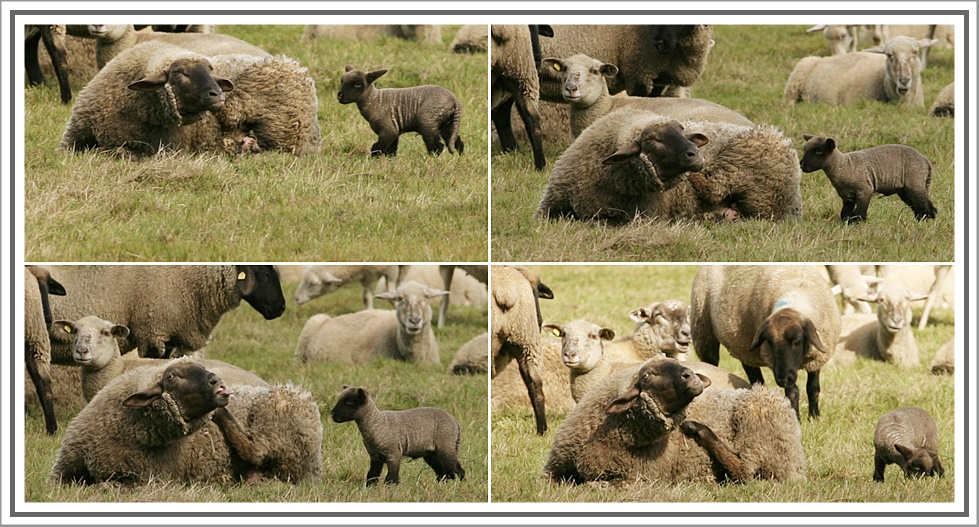 " Ich glaube Kleiner, Deine Mutter hat Flöhe ! "