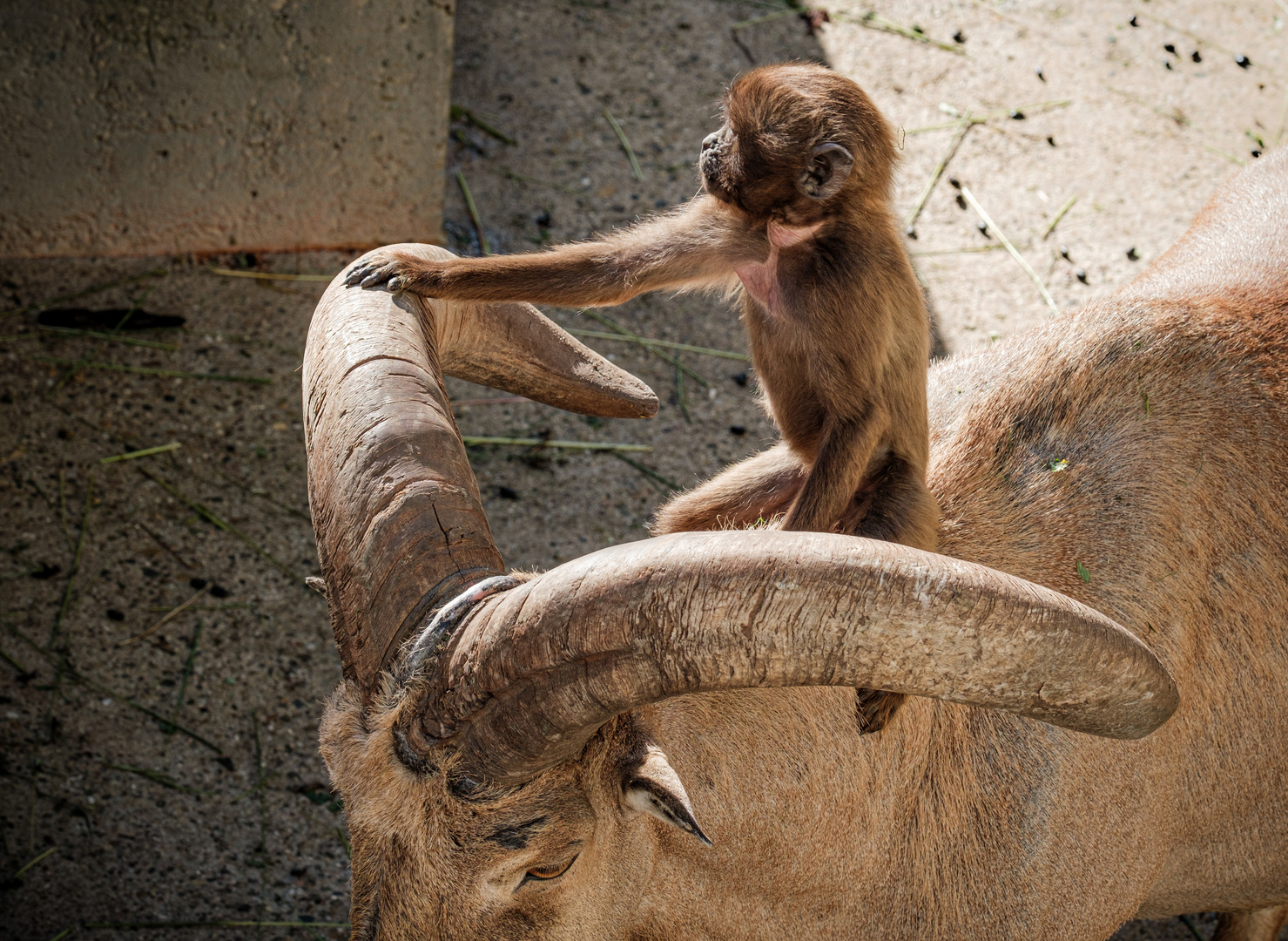 "Ich glaube mich reitet ein Affe"