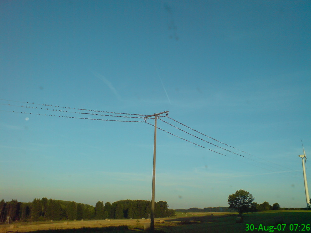 Ich glaubich hab nen Vogel