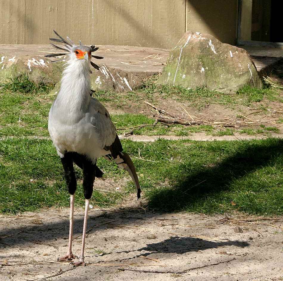 Ich greife deine Füsse an, wenn du mir zu nahe kommst !