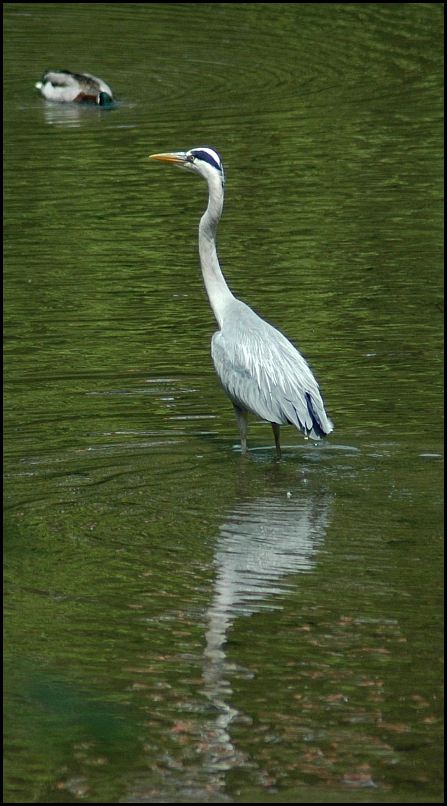 Ich guck' schonmal nach, ob es Fisch gibt..