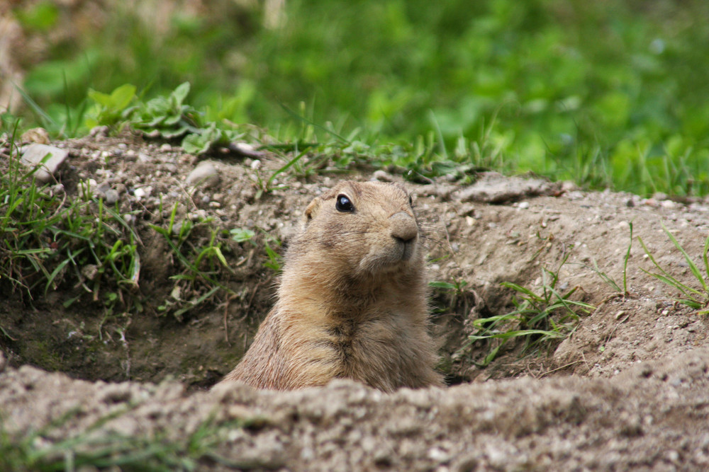 Ich gucke !