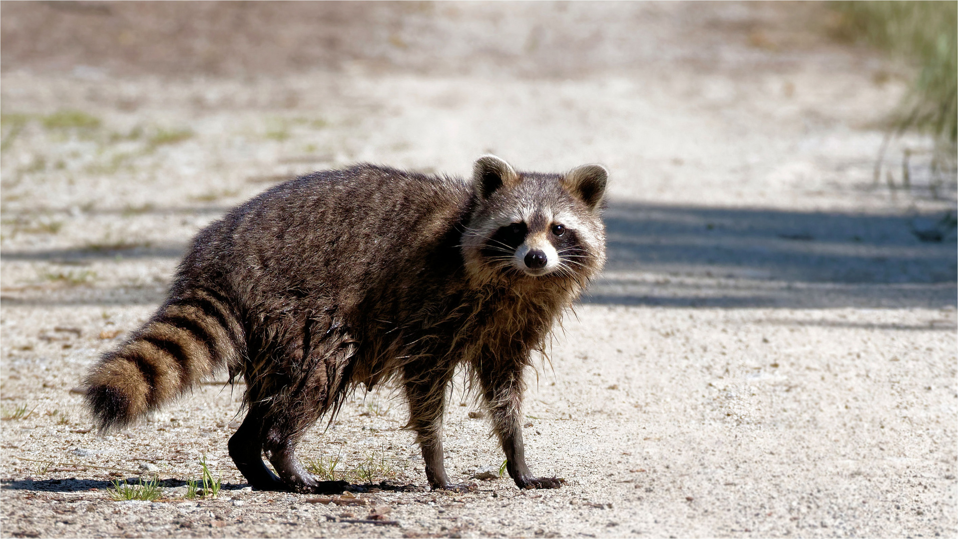 Ich gucke doch schon... Waschbär, Wildlife, Oberlausitz 05.06.2019