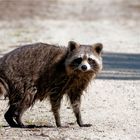 Ich gucke doch schon... Waschbär, Wildlife, Oberlausitz 05.06.2019