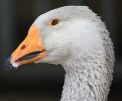 ich - Haare auf den Zähnen ??