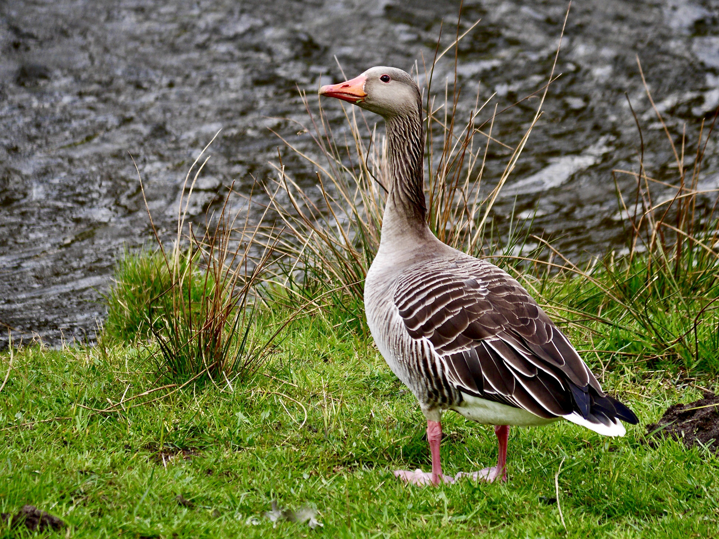 Ich hab alles im Blick !