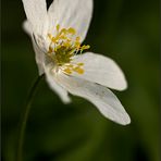 Ich hab auch den Frühling gefunden